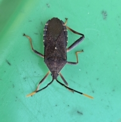 Amorbus (genus) (Eucalyptus Tip bug) at Evatt, ACT - 18 Oct 2023 by Jiggy