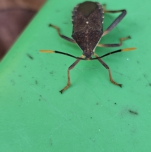 Amorbus sp. (genus) at Evatt, ACT - 18 Oct 2023