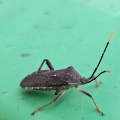 Amorbus sp. (genus) at Evatt, ACT - 18 Oct 2023