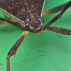 Amorbus sp. (genus) at Evatt, ACT - 18 Oct 2023