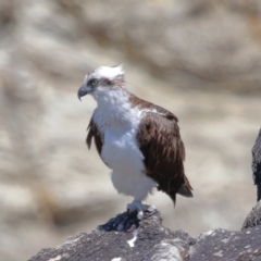 Pandion haliaetus (Osprey) at Point Lookout, QLD - 11 Oct 2023 by TimL