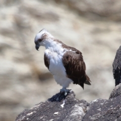 Pandion haliaetus at Point Lookout, QLD - suppressed