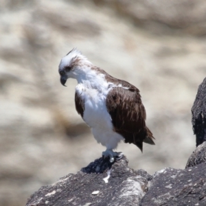 Pandion haliaetus at Point Lookout, QLD - 11 Oct 2023