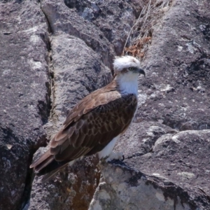 Pandion haliaetus at Point Lookout, QLD - suppressed