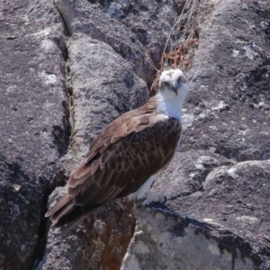 Pandion haliaetus at Point Lookout, QLD - suppressed
