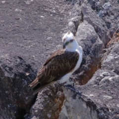 Pandion haliaetus at Point Lookout, QLD - suppressed