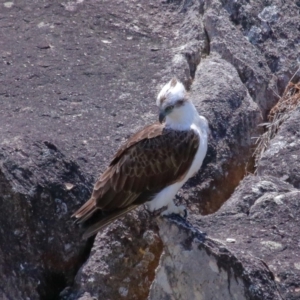 Pandion haliaetus at Point Lookout, QLD - 11 Oct 2023