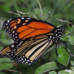 Danaus plexippus (Monarch) at Brisbane City Botanic Gardens - 18 Oct 2023 by TimL