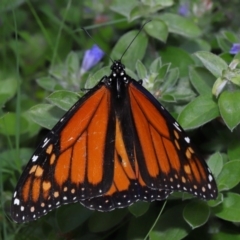 Danaus plexippus at Brisbane City, QLD - 18 Oct 2023 12:54 PM