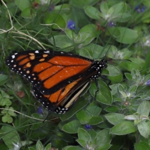 Danaus plexippus at Brisbane City, QLD - 18 Oct 2023 12:54 PM