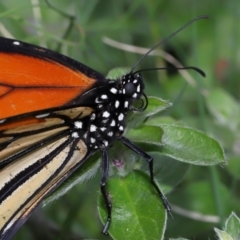 Danaus plexippus at Brisbane City, QLD - 18 Oct 2023 12:54 PM