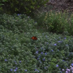 Danaus plexippus at Brisbane City, QLD - 18 Oct 2023 12:54 PM