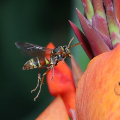 Polistes (Polistella) humilis (Common Paper Wasp) at Brisbane City, QLD - 18 Oct 2023 by TimL
