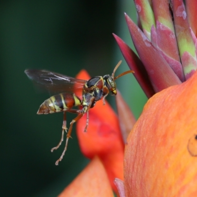 Polistes sp. (genus) (Unidentified paper wasp) at Brisbane City, QLD - 18 Oct 2023 by TimL