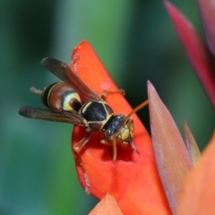 Polistes (Polistella) humilis at Brisbane City, QLD - 18 Oct 2023 12:07 PM
