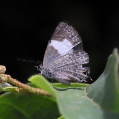 Unidentified Blue or Copper (Lycaenidae) at Brisbane City, QLD - 18 Oct 2023 by TimL