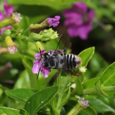 Megachile sp. at Brisbane City, QLD - 18 Oct 2023 by TimL
