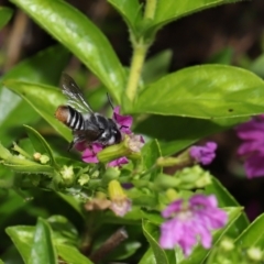 Megachile sp. (several subgenera) at Brisbane City, QLD - 18 Oct 2023 12:58 PM