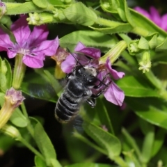 Megachile sp. (several subgenera) at Brisbane City, QLD - 18 Oct 2023 12:58 PM