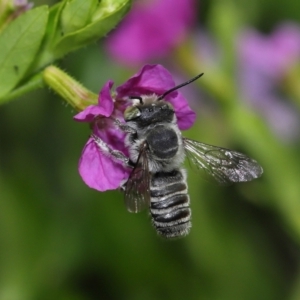 Megachile sp. (several subgenera) at Brisbane City, QLD - 18 Oct 2023 12:59 PM