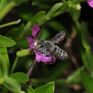 Megachile sp. (several subgenera) at Brisbane City, QLD - 18 Oct 2023 12:59 PM