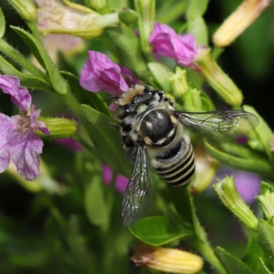 Megachile sp. (several subgenera) (Resin Bees) at Brisbane City, QLD - 18 Oct 2023 by TimL