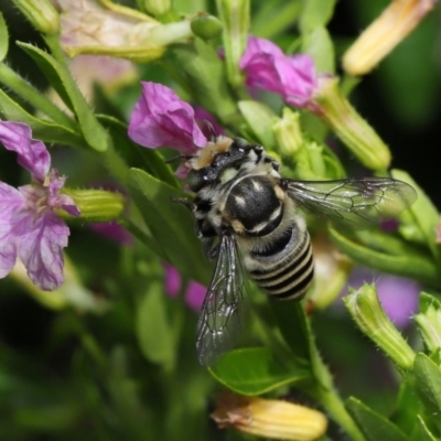 Megachile sp. at Brisbane City Botanic Gardens - 18 Oct 2023 by TimL