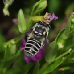 Megachile sp. (several subgenera) at Brisbane City, QLD - 18 Oct 2023 01:01 PM