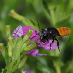 Megachile mystaceana at Brisbane City Botanic Gardens - 18 Oct 2023 by TimL