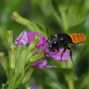 Megachile sp. (several subgenera) at Brisbane City, QLD - 18 Oct 2023 01:02 PM