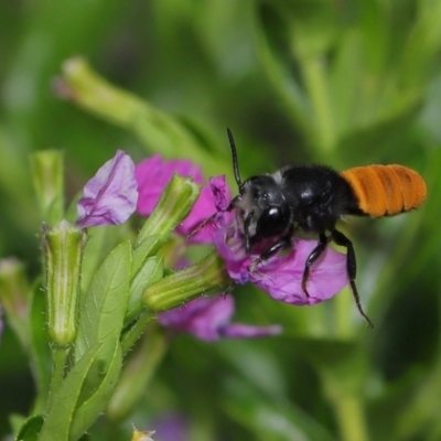 Megachile mystaceana at Brisbane City Botanic Gardens - 18 Oct 2023 by TimL