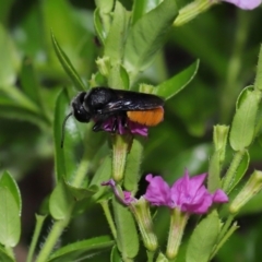 Megachile sp. (several subgenera) at Brisbane City, QLD - 18 Oct 2023 01:02 PM