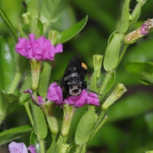 Megachile sp. (several subgenera) at Brisbane City, QLD - 18 Oct 2023 01:02 PM