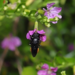 Megachile sp. (several subgenera) at Brisbane City, QLD - 18 Oct 2023 01:02 PM