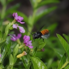 Megachile sp. (several subgenera) at Brisbane City, QLD - 18 Oct 2023 01:02 PM