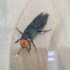 Unidentified Rove beetles (Staphylinidae) at Morphett Vale, SA - 18 Oct 2023 by Anjaj
