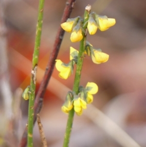 Sphaerolobium minus at Wattle Ridge, NSW - 11 Oct 2023