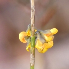 Sphaerolobium minus at Wattle Ridge, NSW - 11 Oct 2023