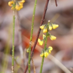 Sphaerolobium minus at Wattle Ridge, NSW - 11 Oct 2023