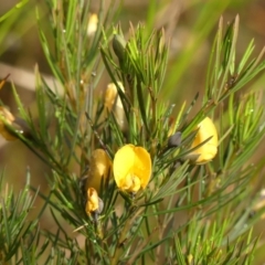 Gompholobium grandiflorum (Large Wedge-pea) at Wingecarribee Local Government Area - 11 Oct 2023 by Curiosity