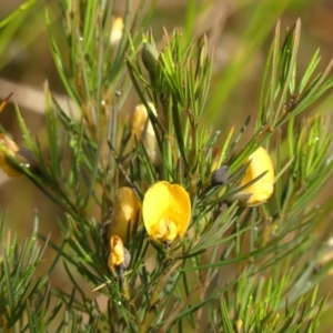 Gompholobium grandiflorum at Wattle Ridge, NSW - 11 Oct 2023