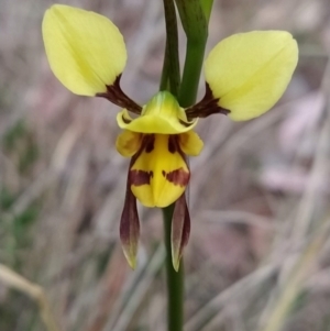 Diuris sulphurea at Fadden, ACT - suppressed