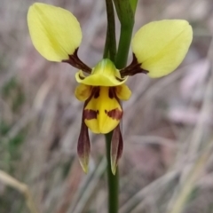 Diuris sulphurea (Tiger Orchid) at Fadden, ACT - 18 Oct 2023 by KumikoCallaway