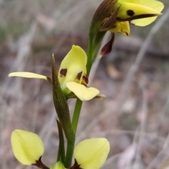 Diuris sulphurea at Fadden, ACT - suppressed