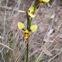 Diuris sulphurea at Fadden, ACT - suppressed