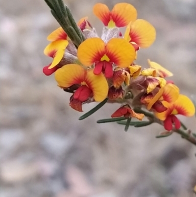 Dillwynia sericea (Egg And Bacon Peas) at Fadden, ACT - 18 Oct 2023 by KumikoCallaway