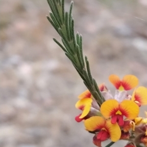 Dillwynia sericea at Fadden, ACT - 19 Oct 2023 06:37 AM