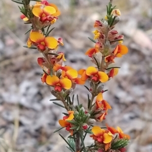 Dillwynia sericea at Fadden, ACT - 19 Oct 2023 06:37 AM