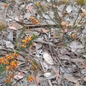 Dillwynia sericea at Fadden, ACT - 19 Oct 2023 06:37 AM