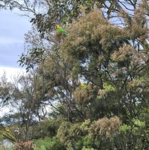 Polytelis swainsonii at Wallaroo, NSW - 16 Oct 2023